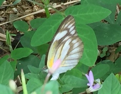 Appias libythea olferna