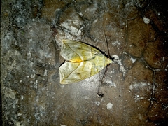 Eudocima hypermnestra