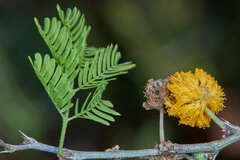 Vachellia albicorticata