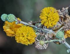 Vachellia albicorticata