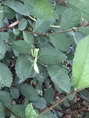 Hierodula patellifera