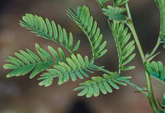 Vachellia albicorticata