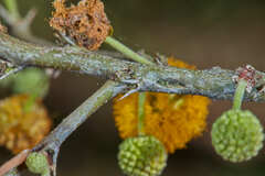 Vachellia albicorticata