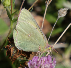 Colias christina