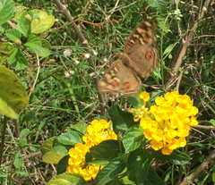 Junonia lemonias