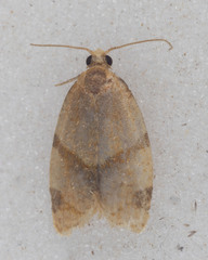 Clepsis peritana