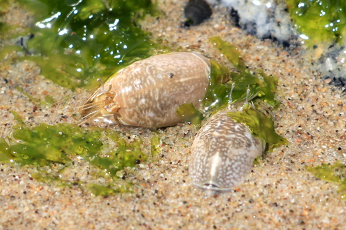 Pacific Sand Crab, photo 8 of 10