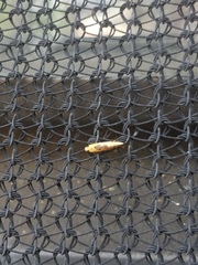 Tinea apicimaculella