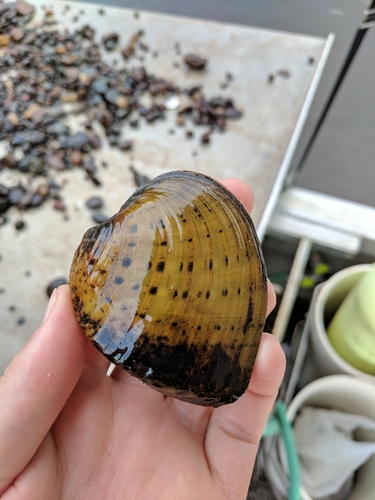 Butterfly Mussel