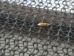 Tinea apicimaculella