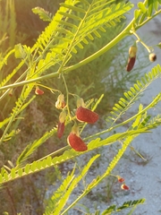 Sesbania vesicaria