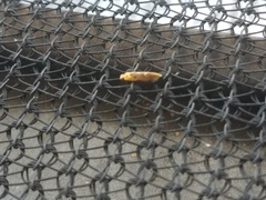 Tinea apicimaculella