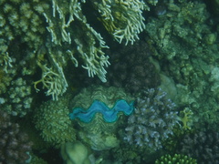 Tridacna maxima