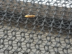 Tinea apicimaculella