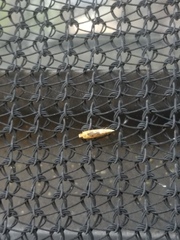 Tinea apicimaculella