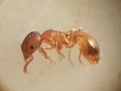 Temnothorax