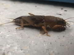 Gryllotalpa