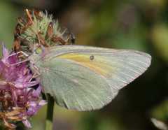 Colias christina