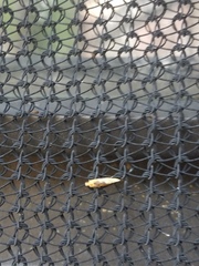 Tinea apicimaculella