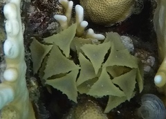 Turbinaria decurrens