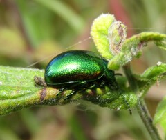 Chrysolina
