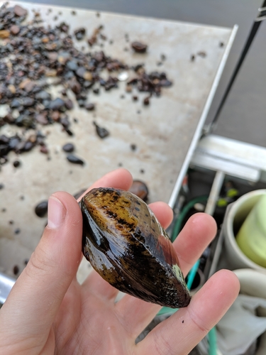 Butterfly Mussel