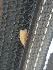 Autosticha kyotensis