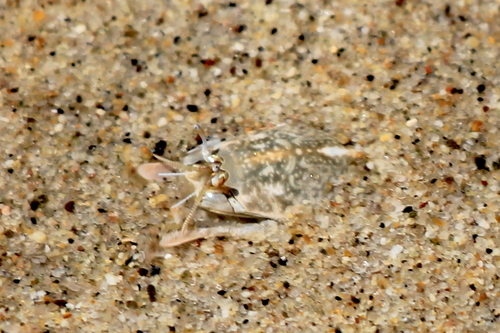 Pacific Sand Crab, photo 10 of 10