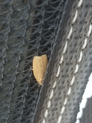 Autosticha kyotensis