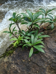 Euphorbiaceae
