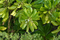 Scaevola taccada