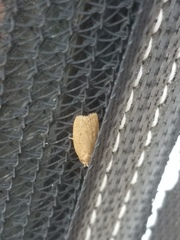 Autosticha kyotensis