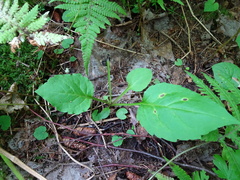 Solidago macrophylla