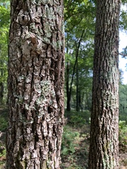 Sceloporus consobrinus