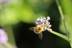 Bombus muscorum