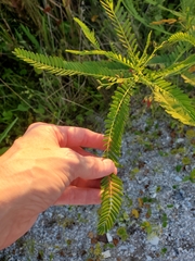 Sesbania vesicaria