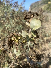 Atriplex lentiformis
