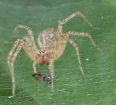 Allagelena gracilens