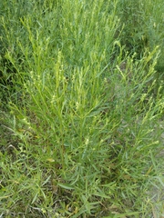 Baccharis spicata