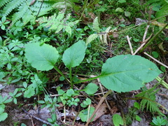 Solidago macrophylla