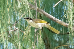 Gavicalis versicolor