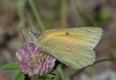 Colias christina