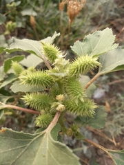 Xanthium