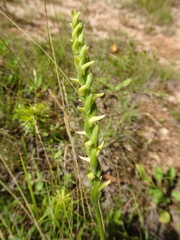Spiranthes ochroleuca