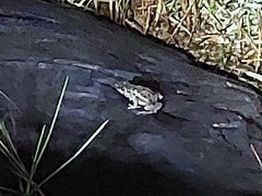 Fejervarya limnocharis