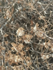 Senecio pleistocephalus