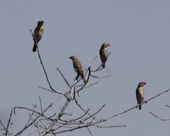 Quelea quelea lathamii