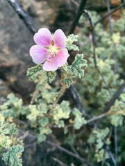 Anisodontea scabrosa