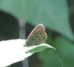 Hermeuptychia sosybius