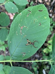 Micrathena sagittata